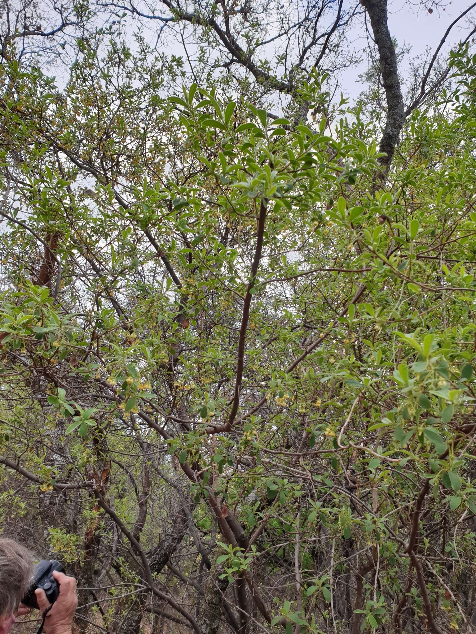 Diospyros lycioides subsp. guerkei (Kuntze) De Winter的圖片