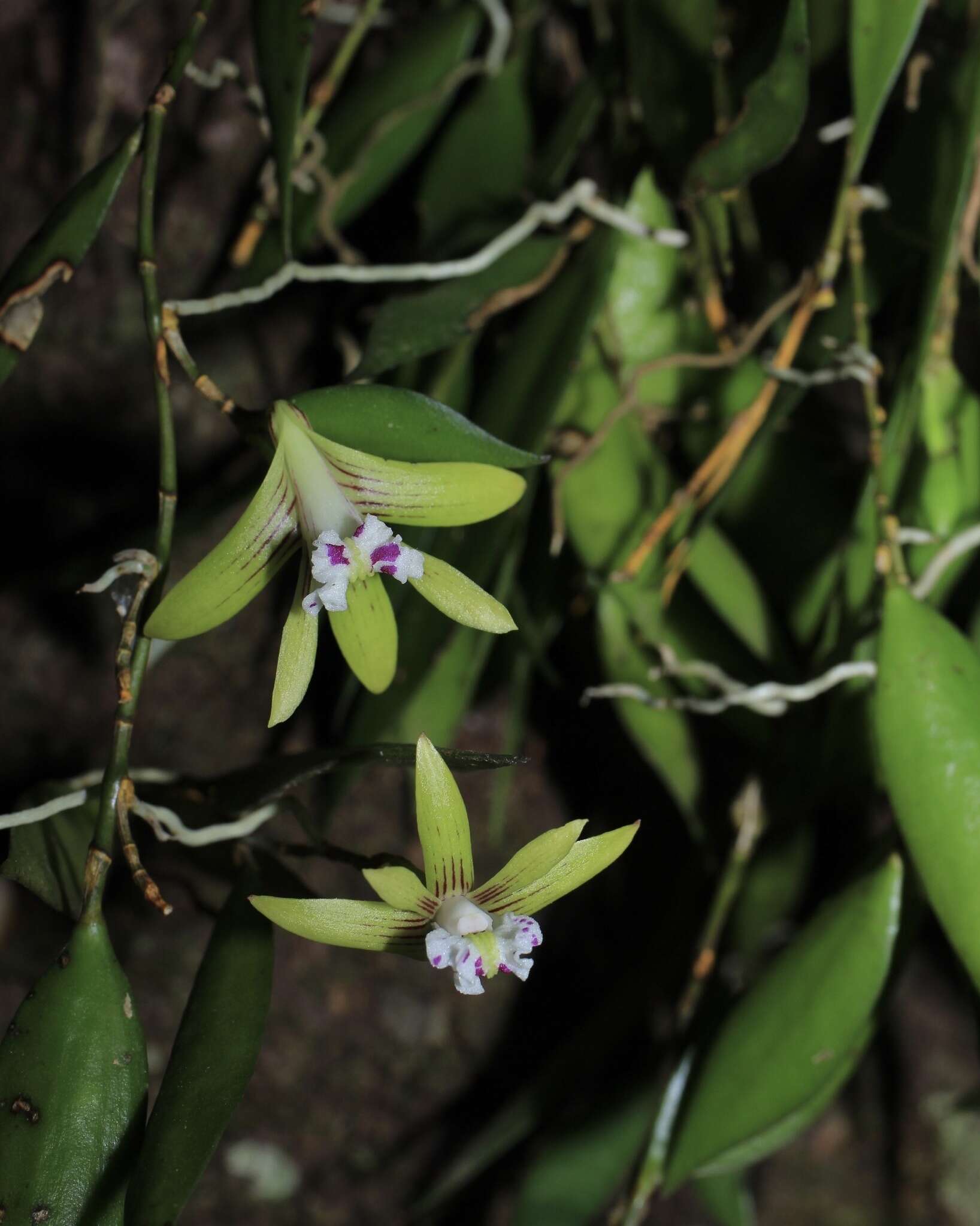 Imagem de Dendrobium pugioniforme A. Cunn. ex Lindl.