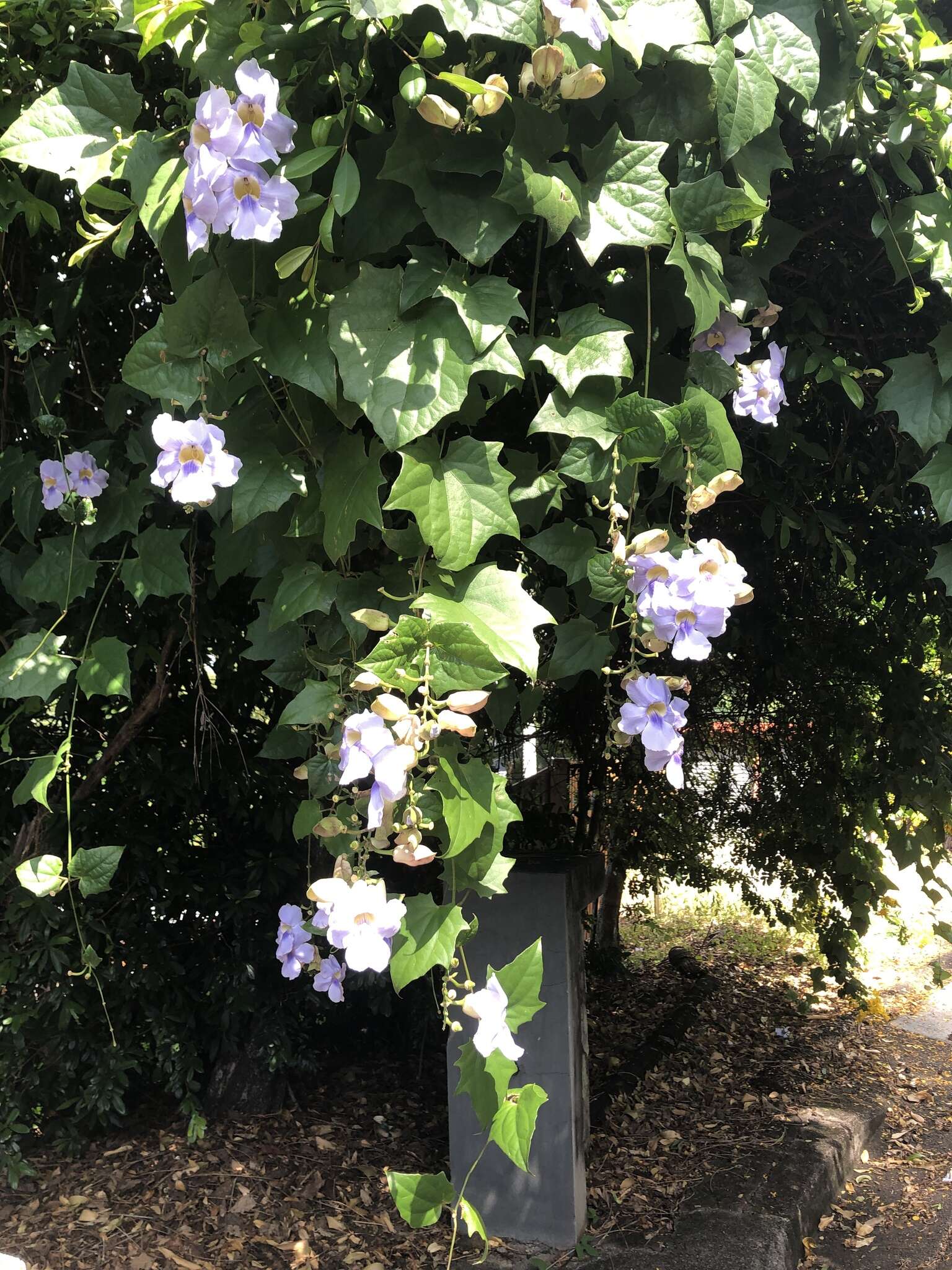 Image of laurel clockvine