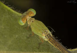 Image of coromandel marsh dart