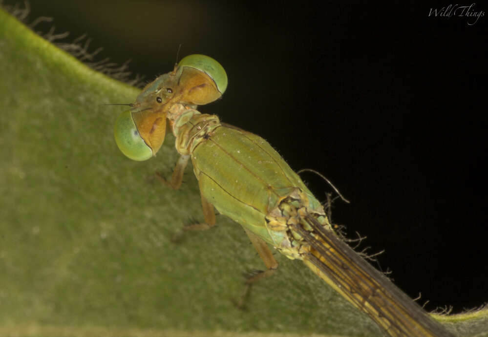 Image of coromandel marsh dart