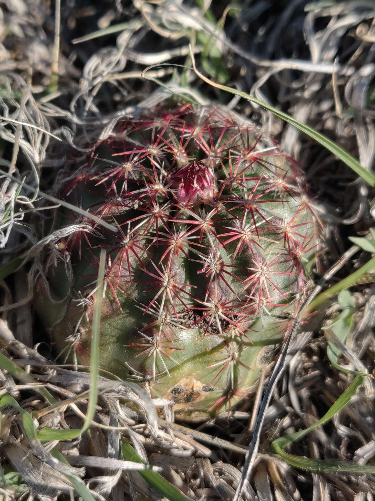 Image de Echinocereus viridiflorus subsp. viridiflorus