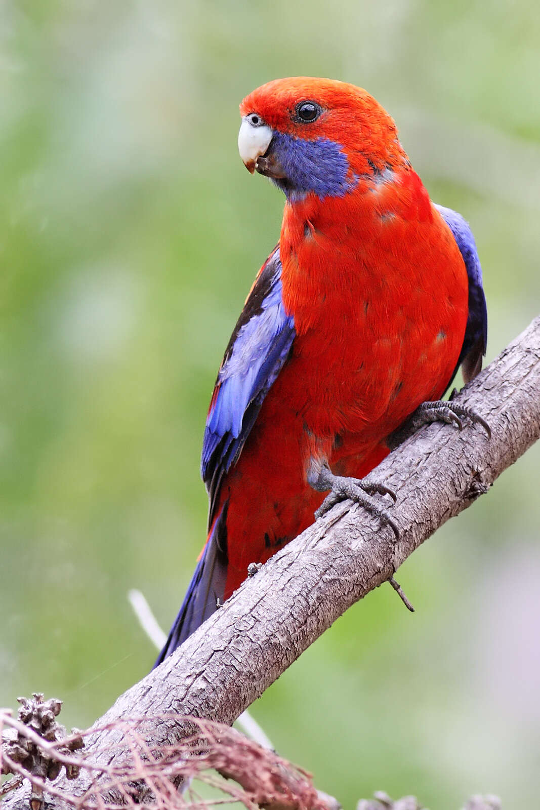 Image de Perruche de Pennant