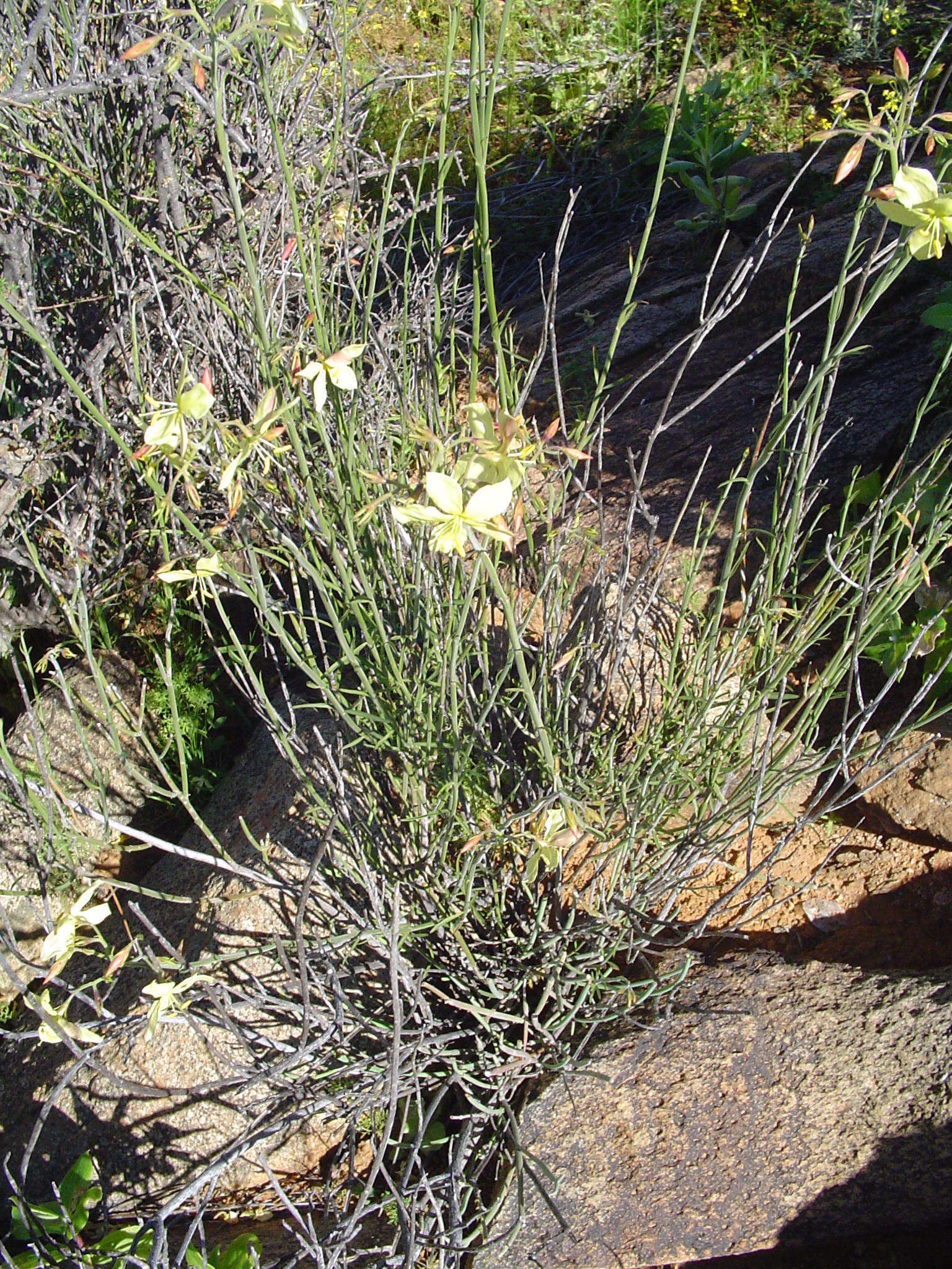 Image of Menodora juncea Harv.