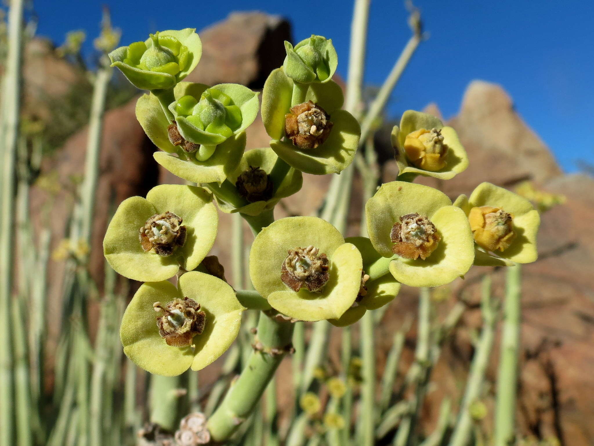 Image of Euphorbia dregeana E. Mey. ex Boiss.