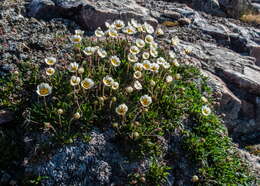 Imagem de Dryas octopetala L.