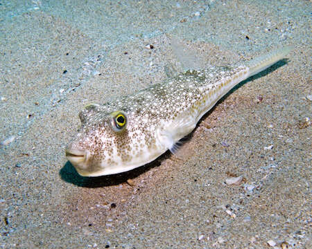 Image of Floral puffer