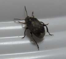 Image of Bean weevil