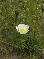 Image of Papaver nudicaule var. aquilegioides Fedde