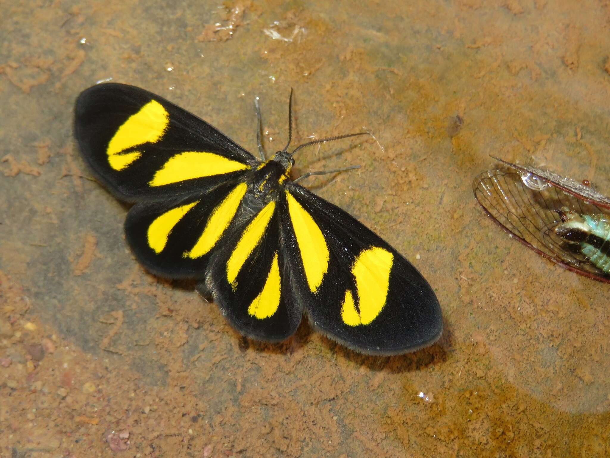 Image of Cyllopoda claudicula Dalman 1823