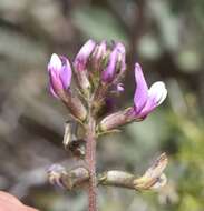 Image of Minthorn's milkvetch