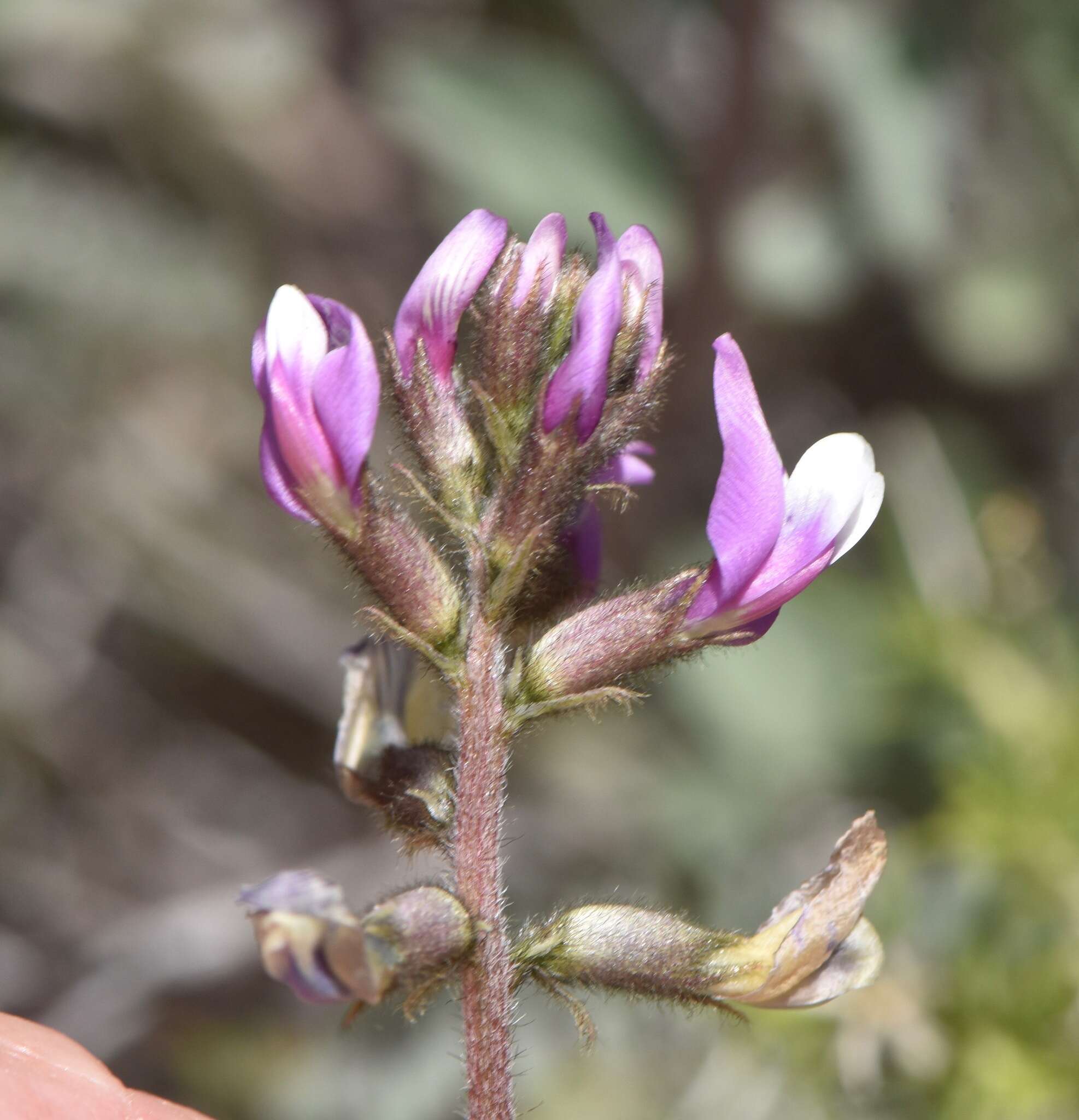 Image of Minthorn's milkvetch