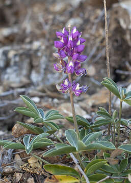 Image of Santa Lucia lupine