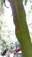 Image of climbing birdsnest fern