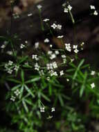 Image of Shining bedstraw