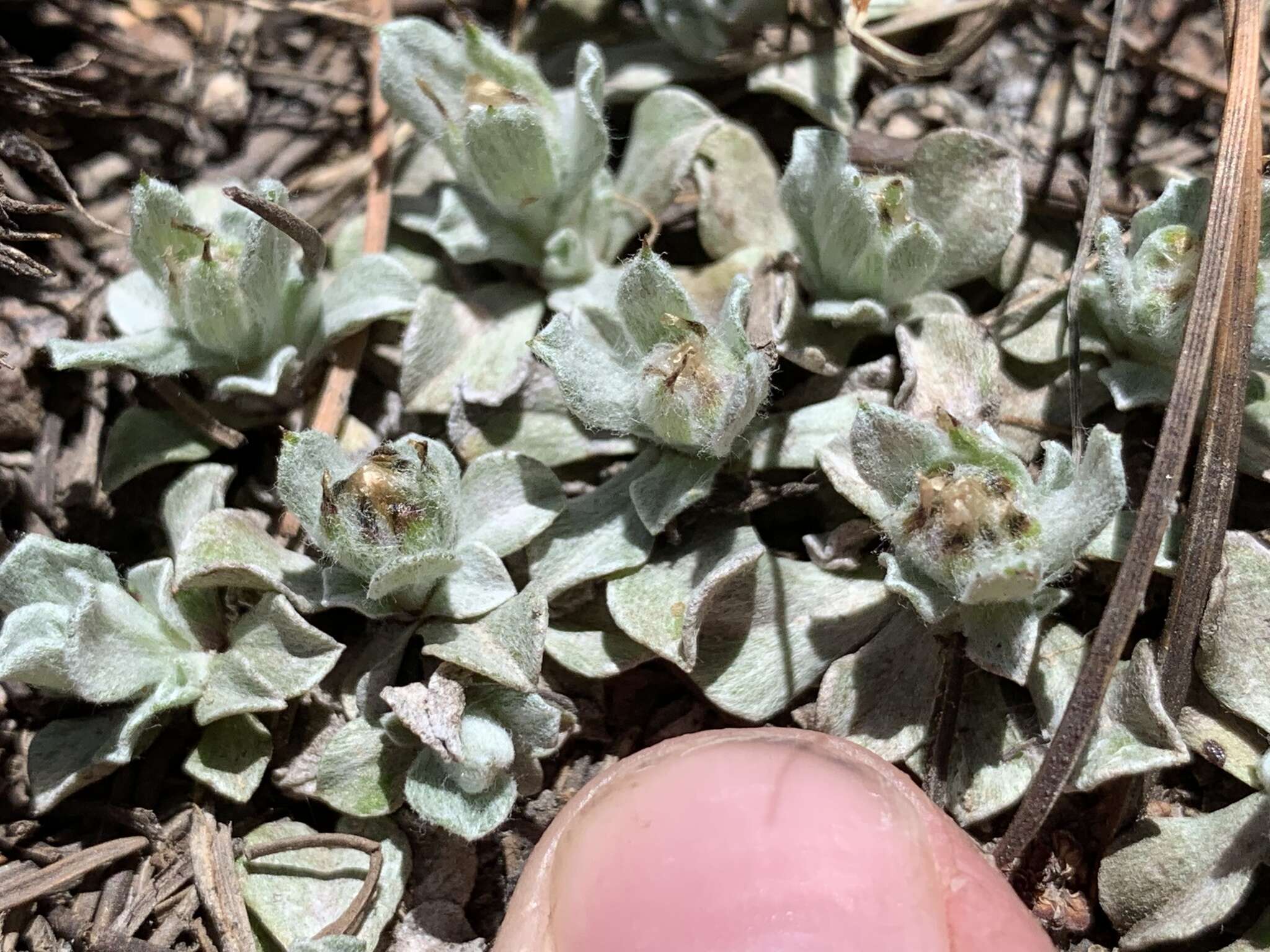 Image de Antennaria soliceps Blake