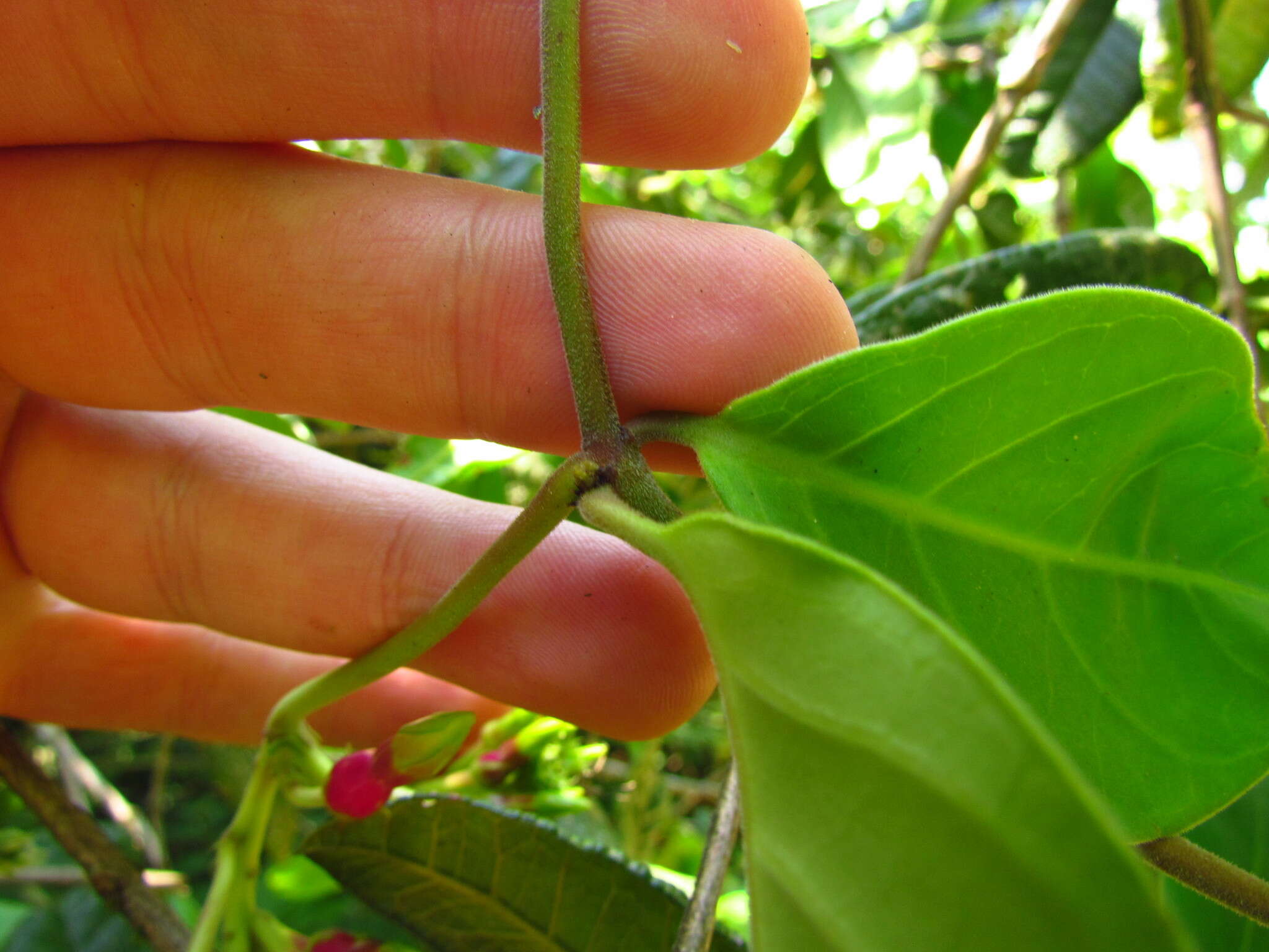 صورة Temnadenia odorifera (Vell.) J. F. Morales