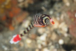 Image of banded pipefish