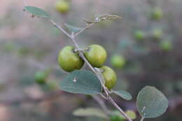 Image of Indian Jujube