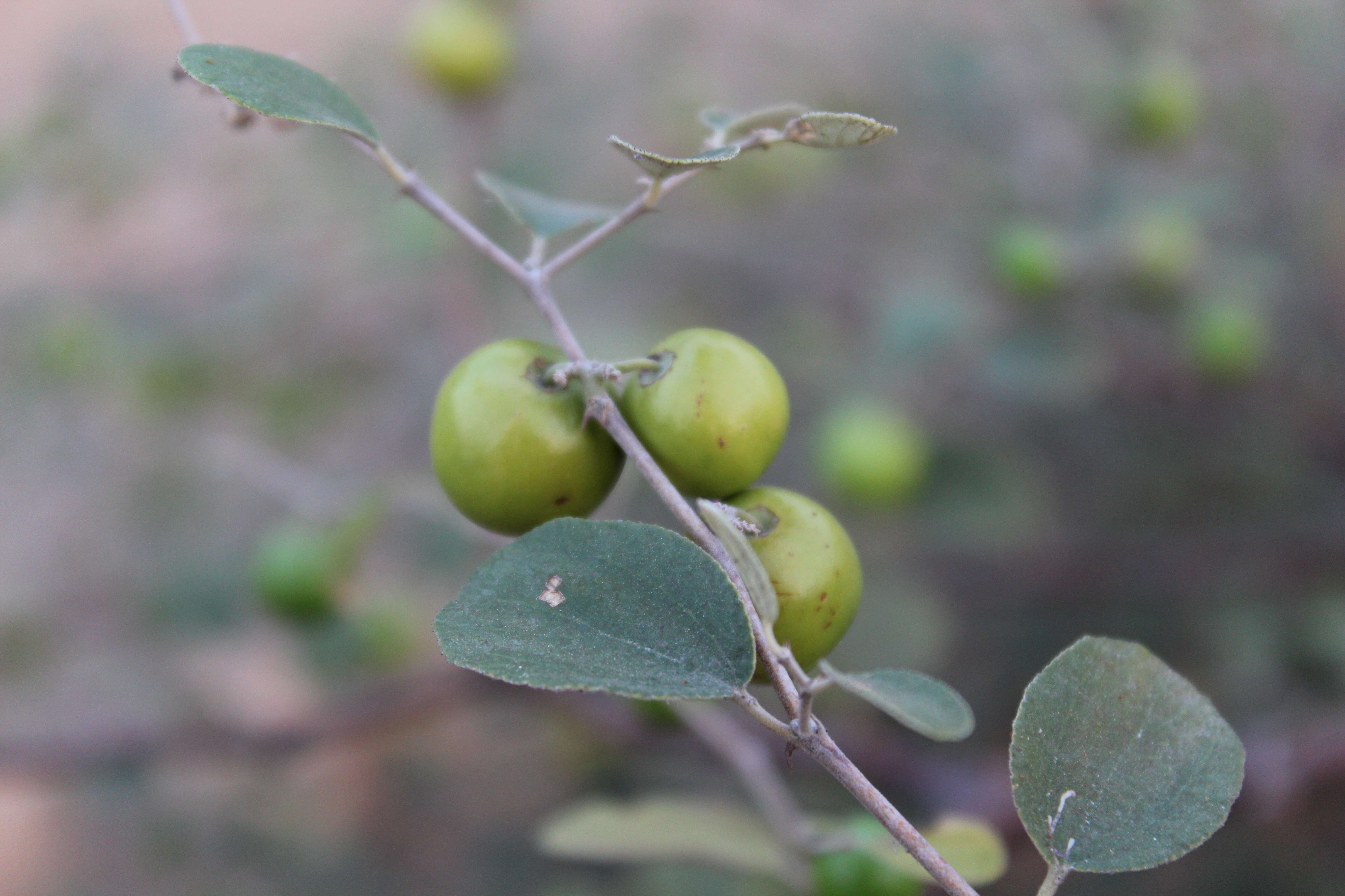 Image of Indian Jujube