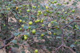 Image of Indian Jujube