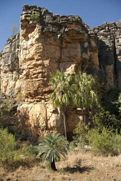 Image of Cycas brunnea K. D. Hill