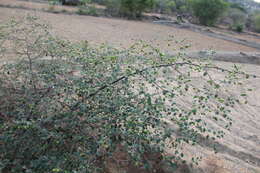 Image of Indian Jujube