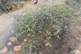 Image of Indian Jujube