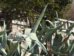 Image of Agave americana var. expansa (Jacobi) Gentry