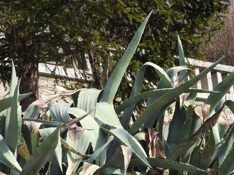 Image of Agave americana var. expansa (Jacobi) Gentry