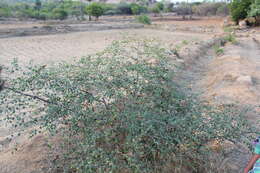 Image of Indian Jujube