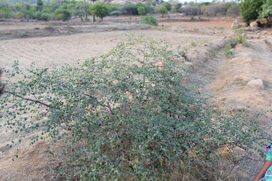 Image of Indian Jujube