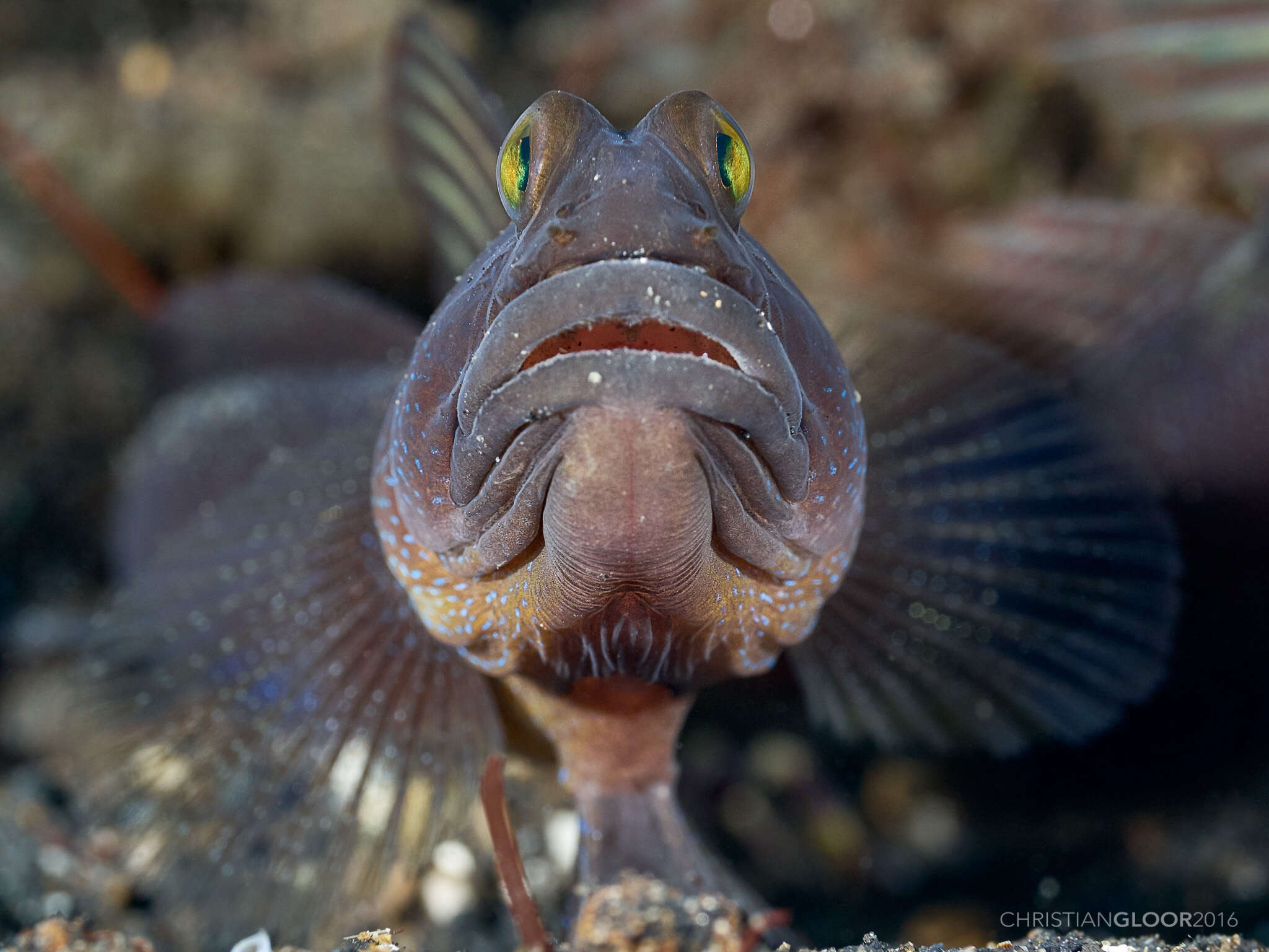 Image of Yellow prawn-goby