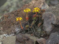 Image of Aeonium spathulatum (Hornem.) Praeger