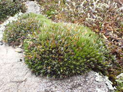 Image of oval dry rock moss