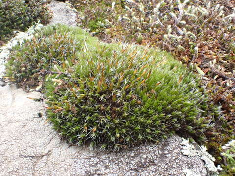 Image of oval dry rock moss