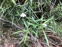 Image of Westringia blakeana B. Boivin