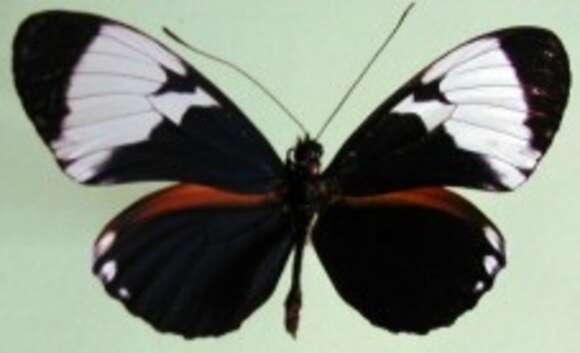 Image of Heliconius cydno galanthus Bates 1864