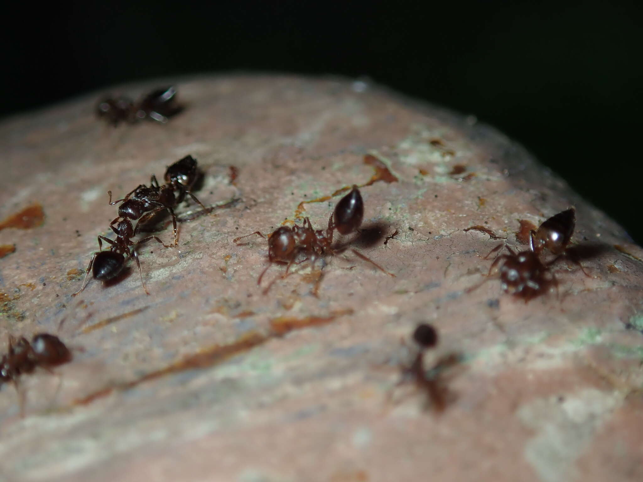 Image of Crematogaster ebenina Forel 1902