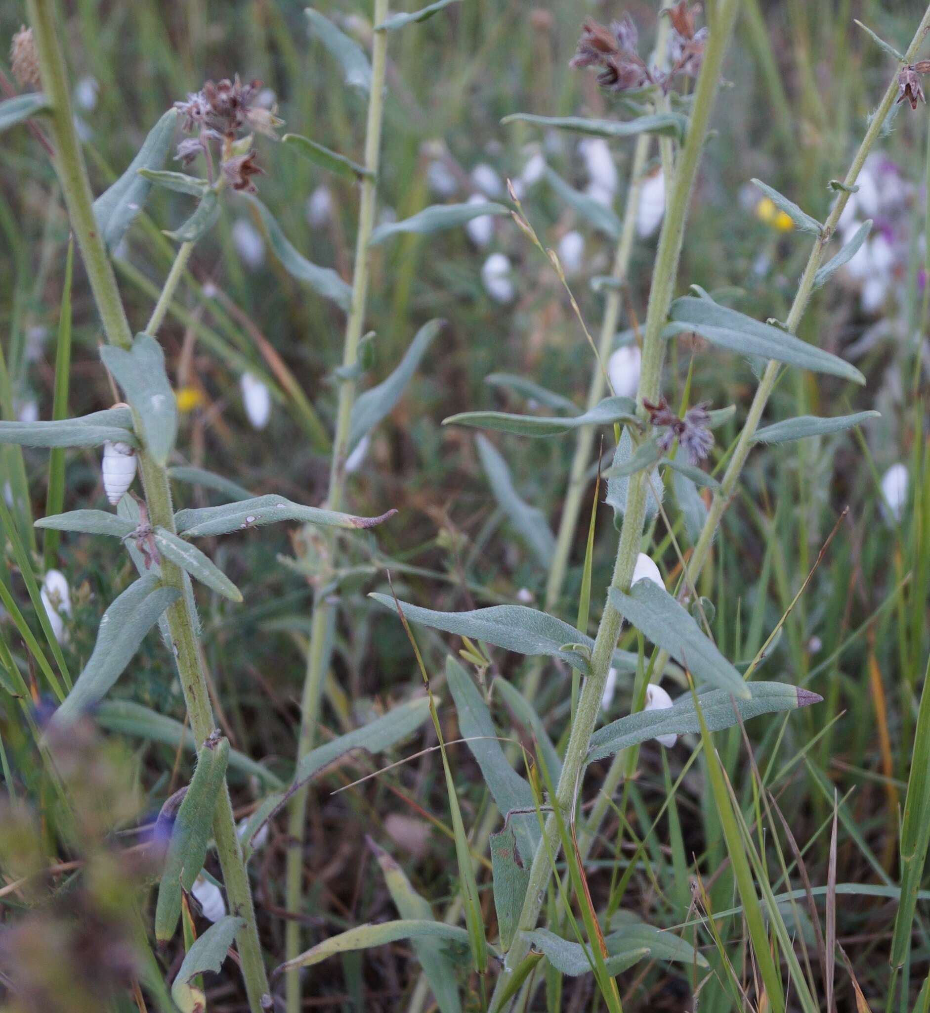 Image of Anchusa leptophylla Roem. & Schult.