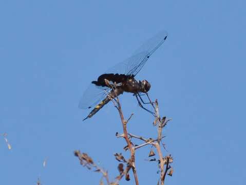 Image of Black Saddlebags