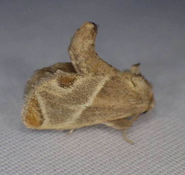 Image of Shagreened Slug Moth