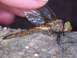 Image of Broad-tailed Shadowdragon