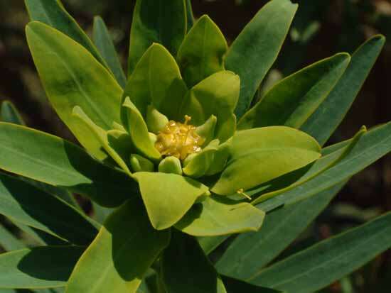 Слика од Euphorbia dendroides L.