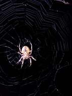 Image of Hentz's Orbweaver