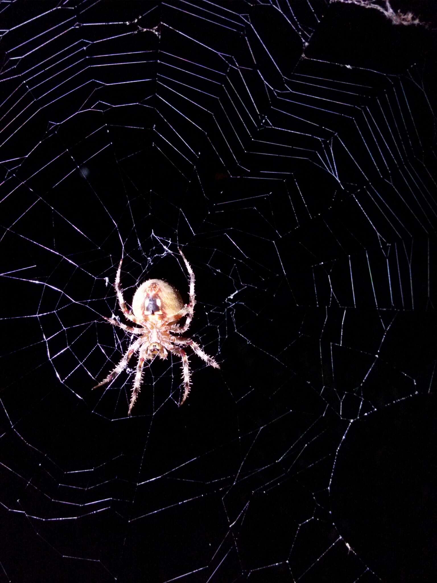 Image of Hentz's Orbweaver