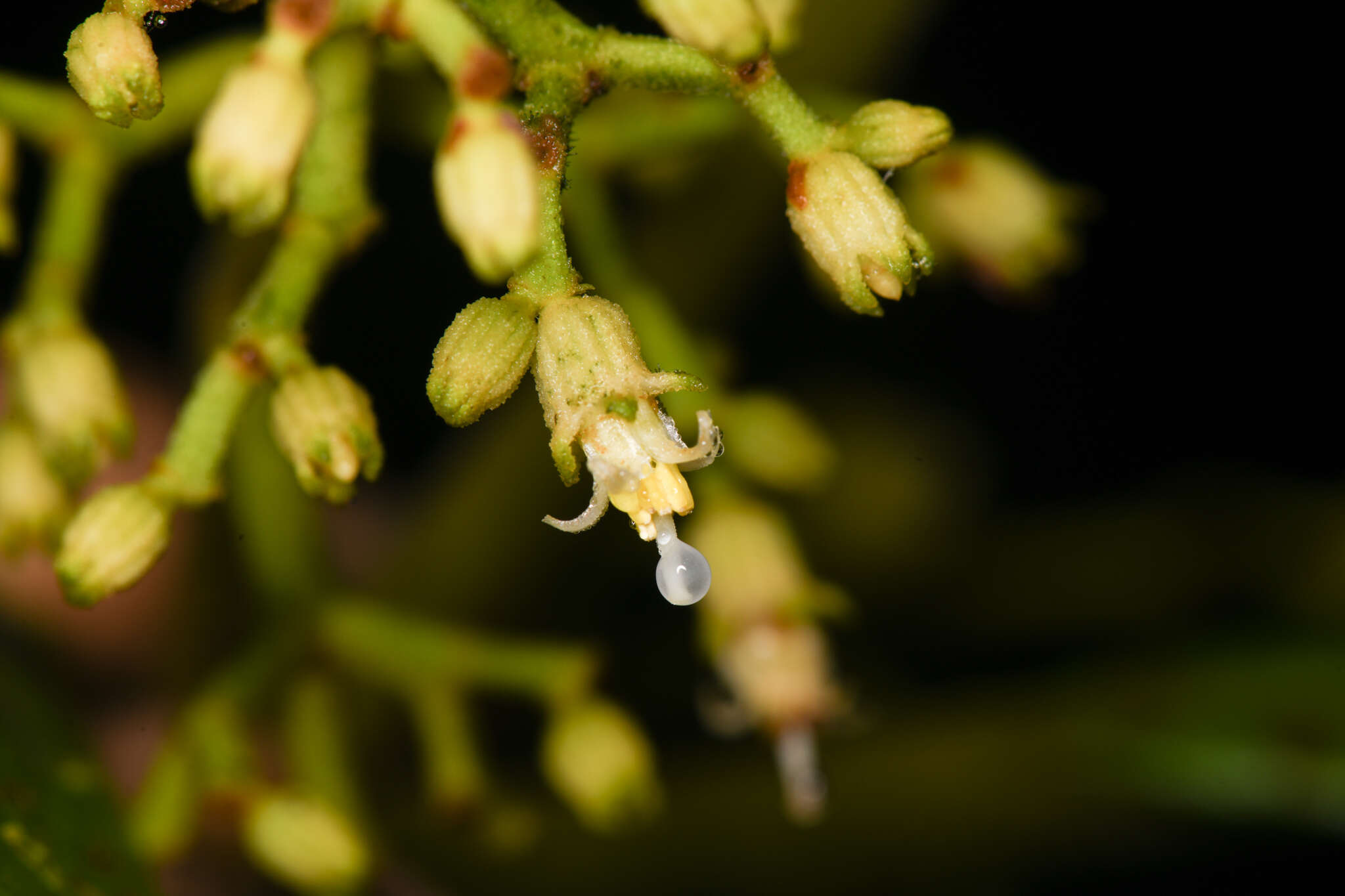 Image de Miconia albertobrenesii Gamba & Almeda