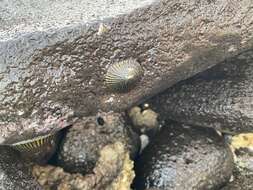 Image of black limpet