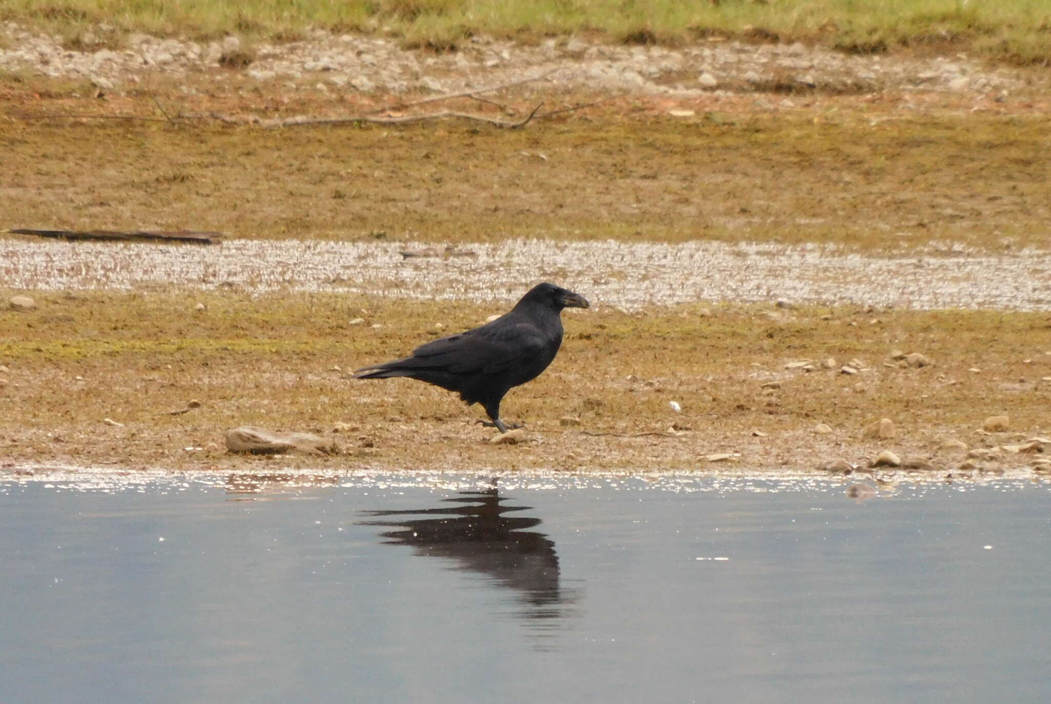 Imagem de Corvus corax principalis Ridgway 1887