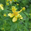 Hypericum ascyron subsp. ascyron resmi